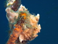   This photo frogfish hanging hard coral  